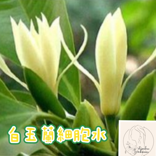 艾莉森 嚴選 （鮮花萃） 白玉蘭細胞水 玉蘭花細胞水 色白如玉 香味似蘭 清清淡淡清香 難忘清香撲鼻
