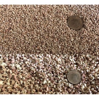 【現貨】?快速出貨? JRS 玉米粒 玉米梗墊材墊料 大顆粒 小顆粒 黃金鼠倉鼠刺蝟小動物墊材 1kg分裝包