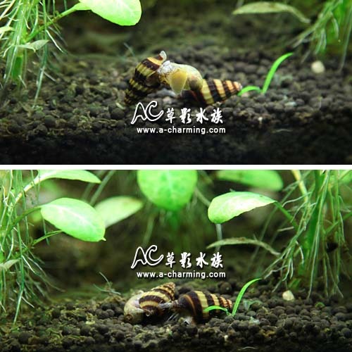 【AC草影】鑽紋螺【一顆】殺手螺 吃螺的螺 除螺 清潔螺類 吃蝸牛 除颳