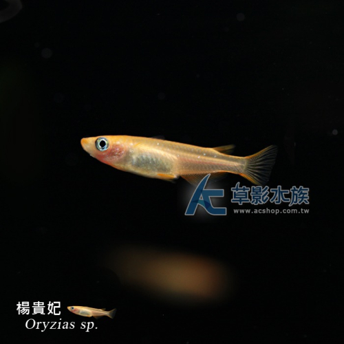 【AC草影】楊貴妃【五隻】稻田魚 觀賞魚 燈科魚