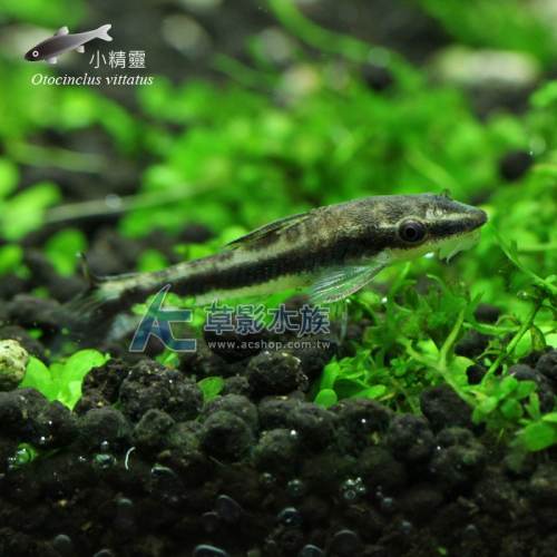 【AC草影】小精靈【兩隻】燈科魚 觀賞魚 小精靈