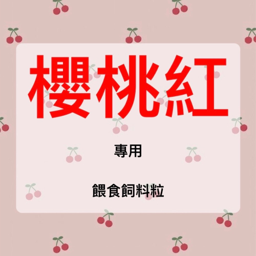 【蟑東西】餵食杜比亞/櫻桃紅/麵包/大麥飼料粒