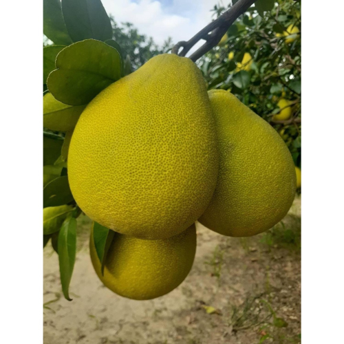 好吃的柚子