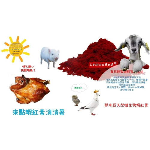 無抗飼養緩解夏季高溫熱緊迫飼料添加劑-天然蝦紅素-2000公克包