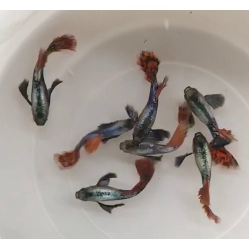 【汛潽】大耳朵馬賽克 孔雀魚