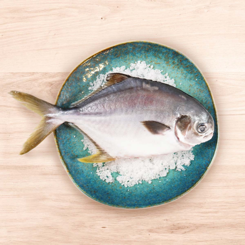 澎湖-黃金鯧全魚500g