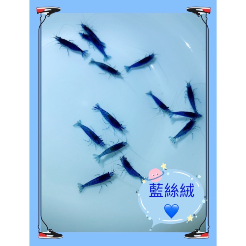 水族皇后 觀賞蝦 米蝦 藍絲絨 活餌 專用飼料
