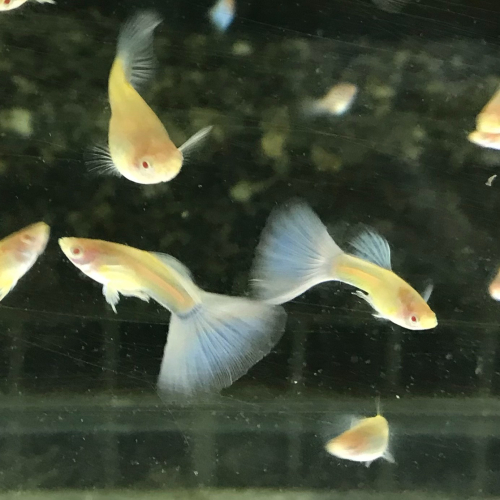 【汛潽】天空藍白子 孔雀魚