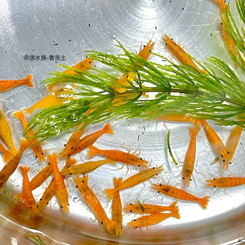 宗信水族-香吉士蝦 高級活餌飼料