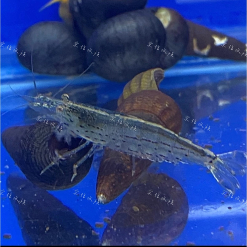 宗信水族-大河藻蝦約2.5cm-3.5cm 高級活餌飼料