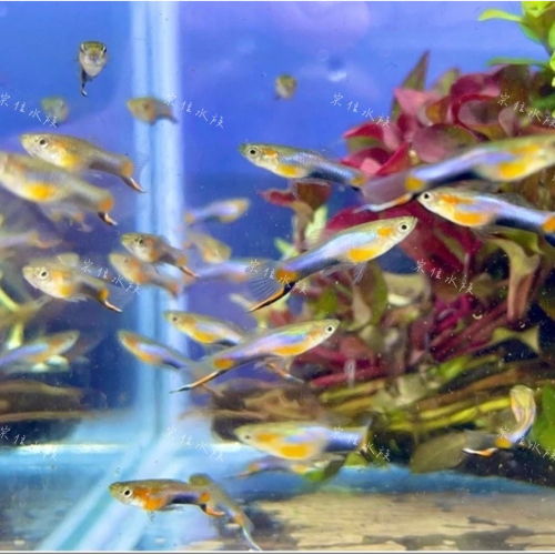宗信水族-法蘭星單劍孔雀魚 高級活餌飼料