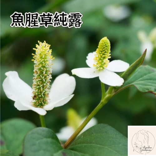 艾莉森 嚴選 魚腥草純露 溫和 天然 私密 保養 強保濕滋潤 抑制黑色素沉澱
