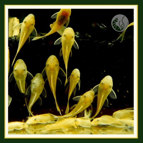 皇家水族・藍眼鬍子 除藻 異形 底棲魚 觀賞魚 活餌