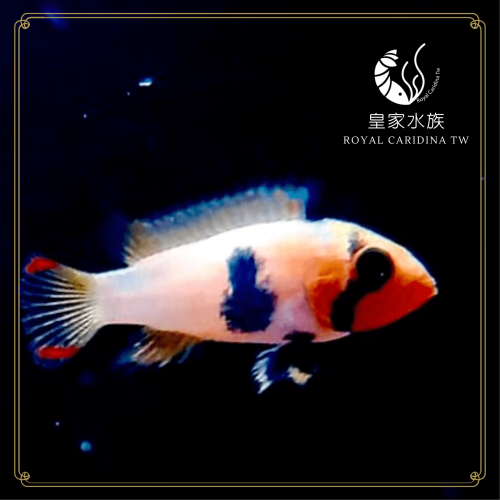 皇家水族・霸王短鯛 短鯛 觀賞魚 活餌