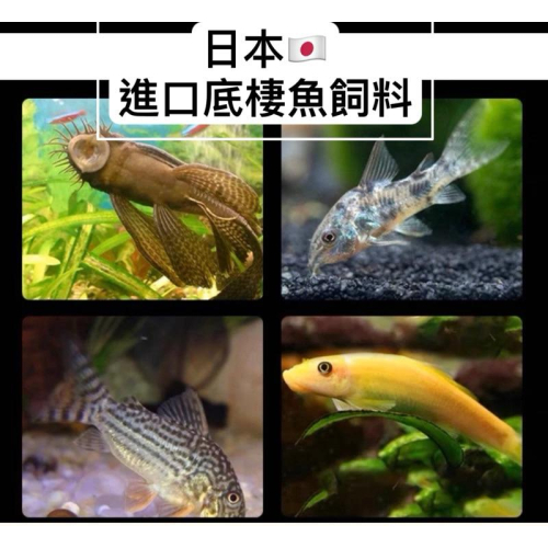 底棲2顆一元 沈底 底棲魚增艷飼料 異形 琵琶鼠魚 清道夫 營養增艷飼料 【日本進口有名飼料散裝】小片約6m大片約16m