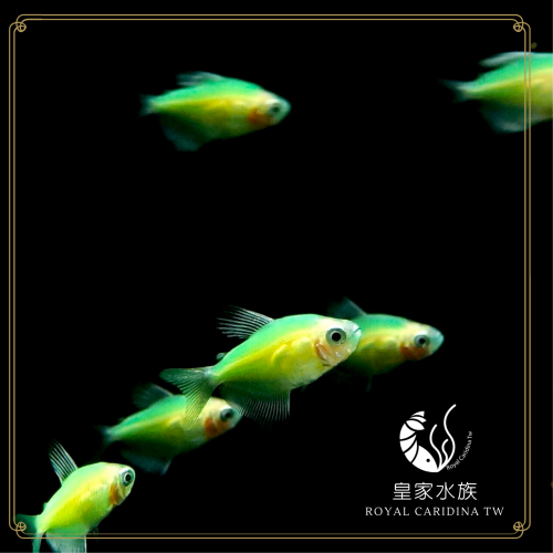 皇家水族・青綠磚魚 小型魚 觀賞魚 活餌