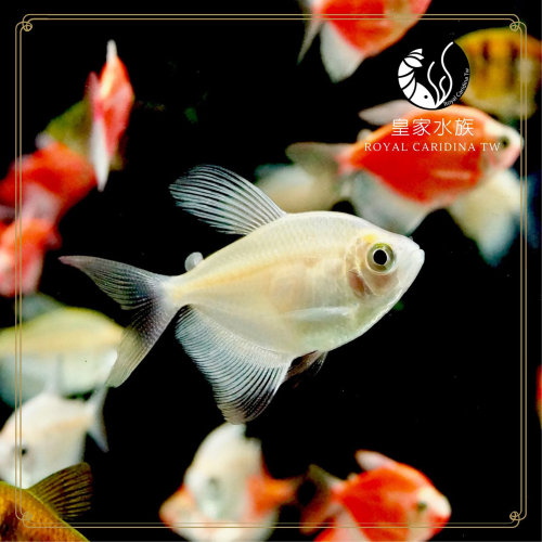 皇家水族・牛奶磚魚 小型魚 觀賞魚 活餌
