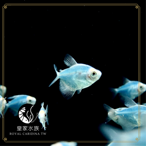 皇家水族・藍磚魚 小型魚 觀賞魚 活餌