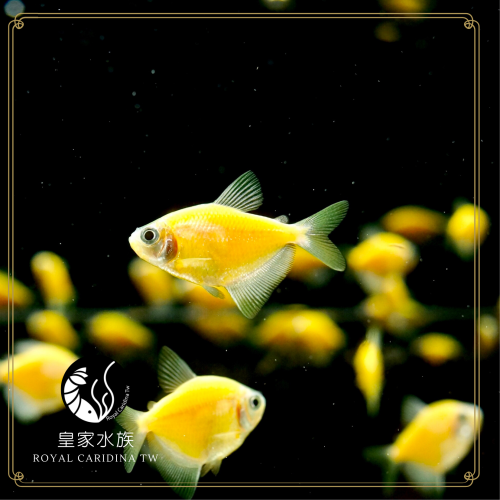皇家水族・金黃磚魚 小型魚 觀賞魚 活餌