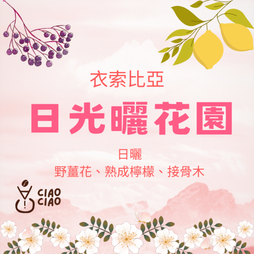［手挑精品豆 | 悄悄咖啡ciao ciao ］藝伎 日光曬花園咖啡豆