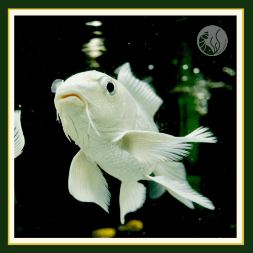 皇家水族・白金蝴蝶鯉 金魚 鯉魚 觀賞魚 活餌