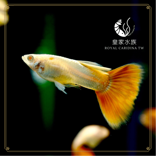 皇家水族・火焰白子孔雀魚 孔雀魚 觀賞魚 活餌