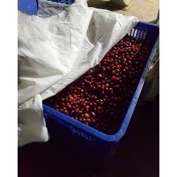 日曬 巴拿馬 波奎特 瑪瑪卡特莊園 藝伎