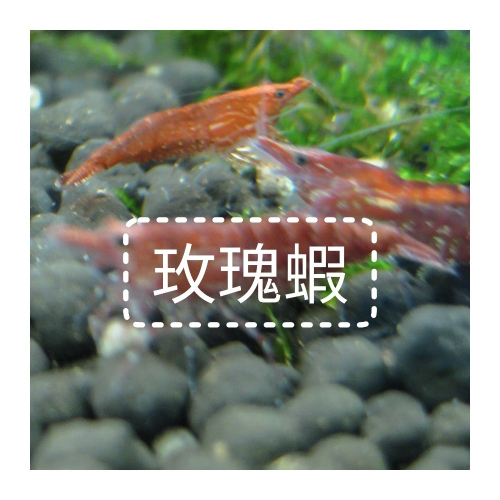 玫瑰蝦（1cm）