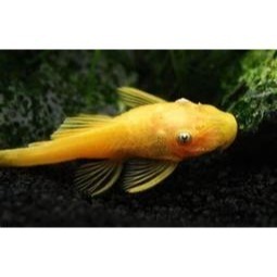 藍眼鬍子魚 紅眼鬍子魚 雪花鬍子魚 藍眼鬍子大帆 紅眼鬍子大帆 雪花鬍子大帆 大帆鬍子 24k鬍子