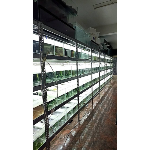 ?月光蘇蝦場?白襪蝦100隻#另加一成風險蝦