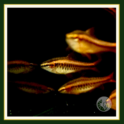 皇家水族・櫻桃燈 大帆櫻桃燈 燈魚 燈科魚 觀賞魚 活餌