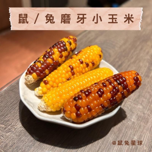 鼠兔星球 ｜ ?本店最熱銷商品? 磨牙玉米 磨牙小玉米 磨牙食物 乾燥玉米 玉米 倉鼠 兔子