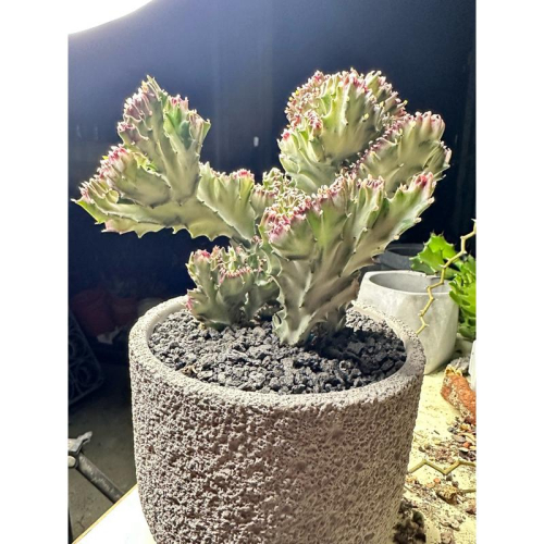 【外星人的植物園】春風錦 紅春峰 白春峰 彩色春峰 仙人掌 虎尾蘭 龍舌蘭 塊根 大戟 盆栽 植物 現貨【滿額免運】