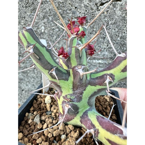 【外星人的植物園】魚叉大戟穩根 仙人掌 虎尾蘭 龍舌蘭 塊根 盆栽 植物 現貨【滿額免運】