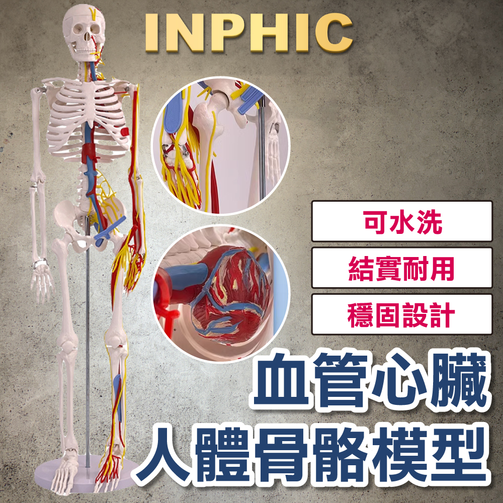 INPHIC-85CM 肌肉韌帶脊椎可彎曲 醫學教具模型 人體骨骼 成人全身骨架-INFH103104A