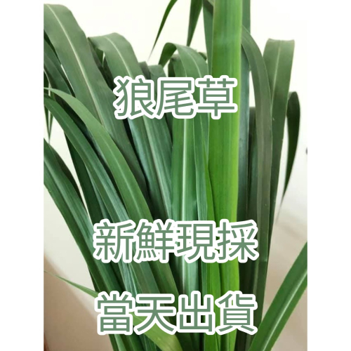 24H當天 快速出貨 現採狼尾草 寵物 牧草 保證鮮脆 自種無農藥草食性動物 天竺鼠 兔子 龍貓 倉鼠 陸龜 螳螂 孕兔