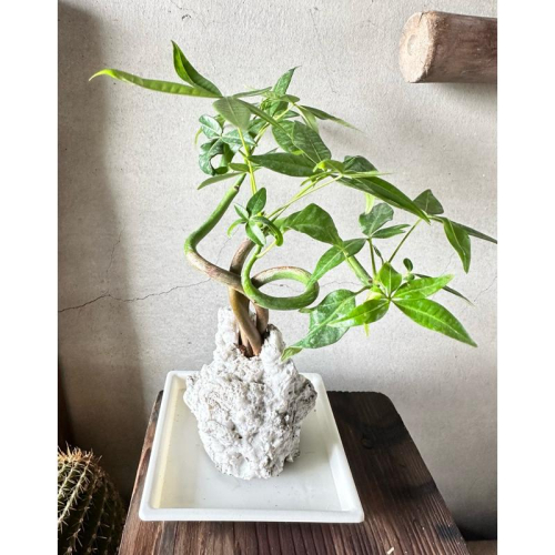 【外星人的植物園】馬拉巴栗 發財樹 美國土豆 仙人掌 虎尾蘭 龍舌蘭 塊根 大戟 盆栽 植物 現貨【滿額免運】