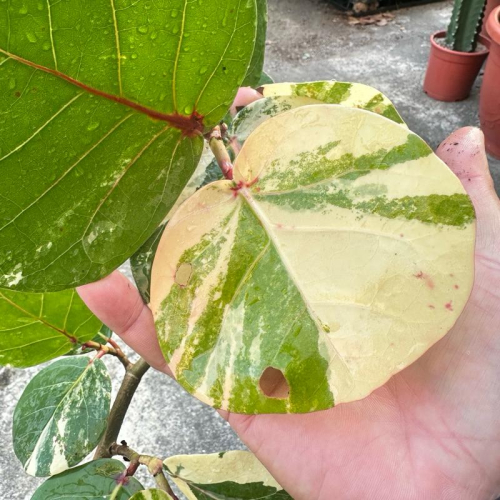 【外星人的植物園】斑葉海葡萄 仙人掌 虎尾蘭 龍舌蘭 塊根 大戟 盆栽 植物 現貨【滿額免運】