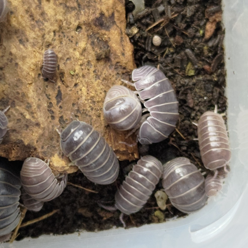 Armadillidium officinalis 海岸/正露丸