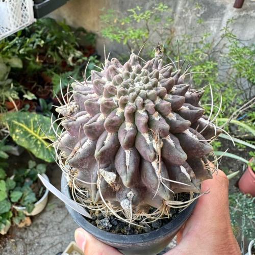 【外星人的植物園】紫豹頭 仙人掌 虎尾蘭 龍舌蘭 塊根 大戟 盆栽 植物 現貨【滿額免運】