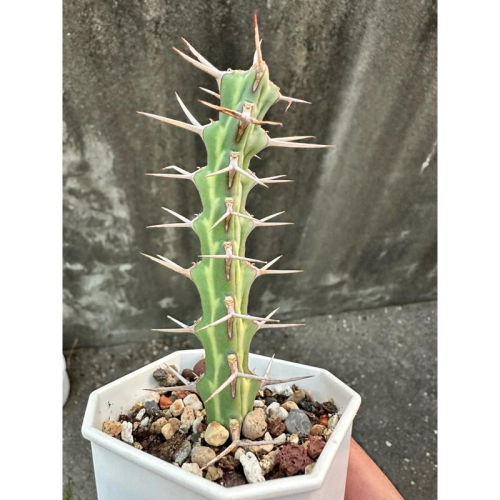 【外星人的植物園】哥魯麒麟 大戟科 仙人掌 虎尾蘭 龍舌蘭 塊根 大戟 盆栽 植物 現貨【滿額免運】