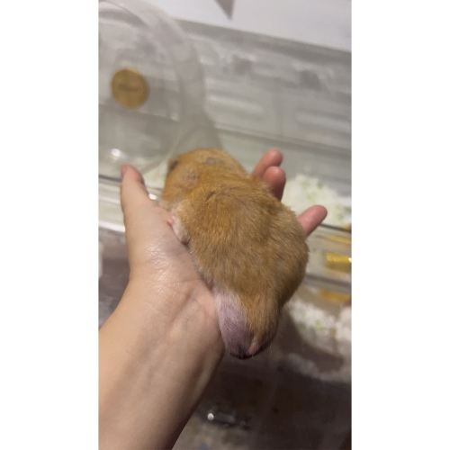 萬向輪一組
