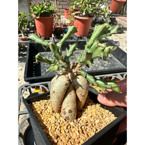 【外星人的植物園】狗奴子 嚴流島 麒麟 仙人掌 虎尾蘭 龍舌蘭 塊根 大戟 盆栽 植物 現貨【滿額免運】