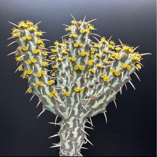 【外星人的植物園】埃里 大戟 塊根 潮流 盆栽 植物 療癒盆栽 小品 現貨【滿額免運】