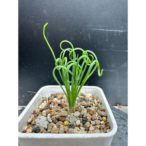 【外星人的植物園】大花彈簧草 風信子科 塊根盆栽 植物 療癒盆栽 小品 現貨【滿額免運】