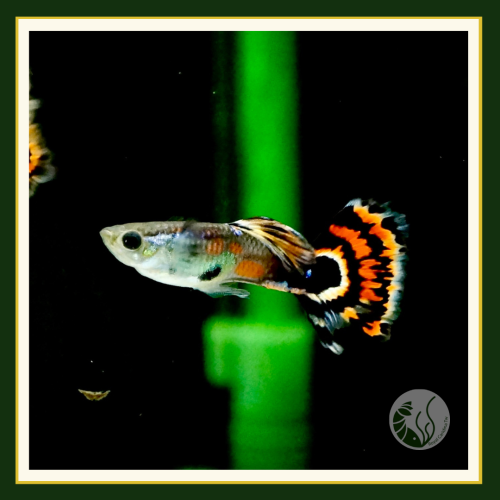 皇家水族・紅馬賽克孔雀魚 孔雀魚 觀賞魚 活餌