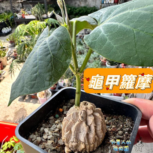 現貨【滿額免運】龜甲籮藦 塊根 潮流 【外星人的植物園】