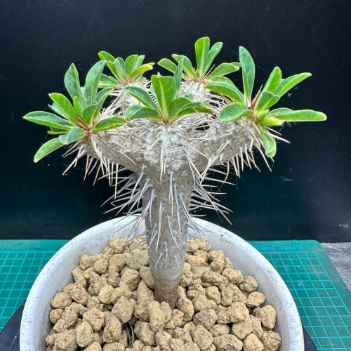 【外星人的植物園】鬼棲閣 大戟 塊根 潮流植物 現貨【滿額免運】