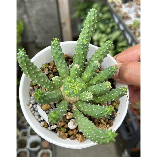 【外星人的植物園】九頭龍 實生 塊根 大戟 仙人掌 潮流現貨【滿額免運】
