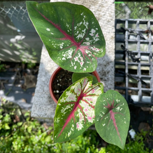 觀葉植物-彩葉芋-慶典